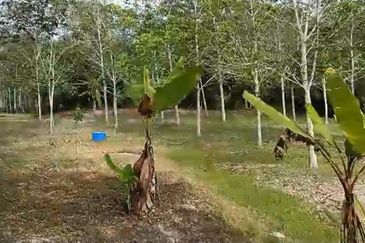 Sg Rotan Jelebu Tanah Kebun Getah 6.7 Ekar NON BUMI + AKSES MASUK ADA