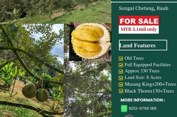 Durian Orchard Sg Chetang Raub for Sale