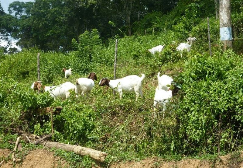 Agricutural Land for Sale Taboh Naning Alor Gajah