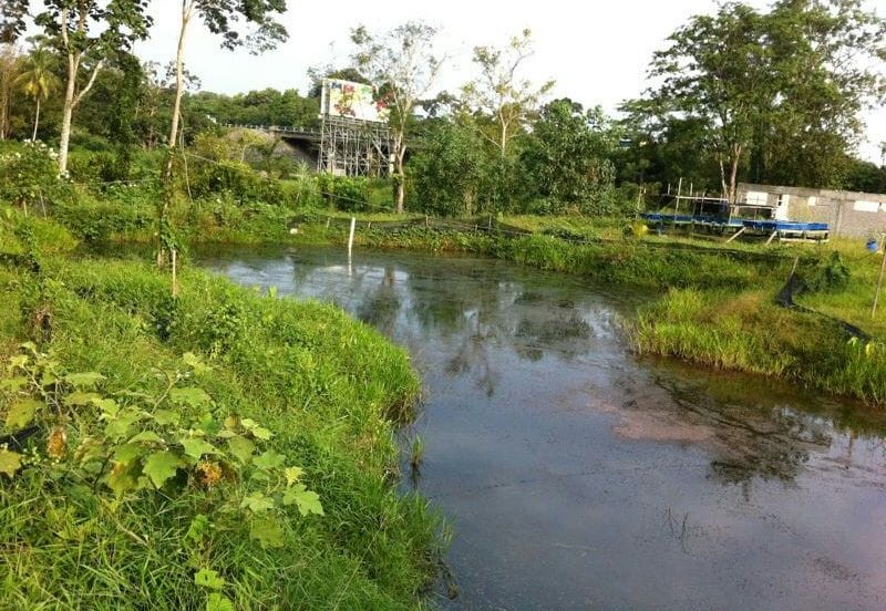 Agricutural Land for Sale Taboh Naning Alor Gajah