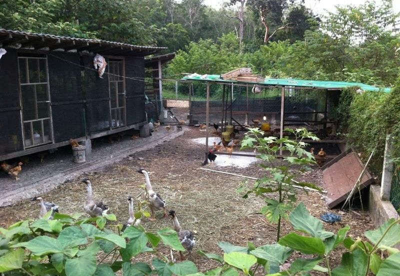 Agricutural Land Taboh Naning Alor Gajah