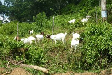 Agricutural Land for Sale Taboh Naning Alor Gajah