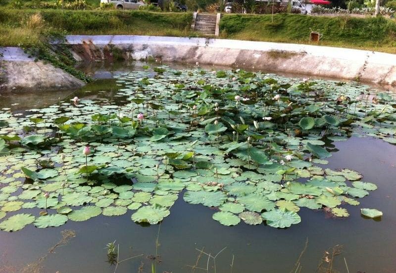 Agricutural Land for Sale Taboh Naning Alor Gajah