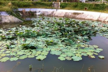 Agricutural Land for Sale Taboh Naning Alor Gajah