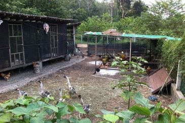 Agricutural Land for Sale Taboh Naning Alor Gajah