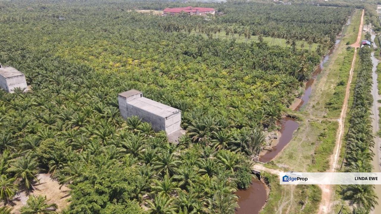 Swiftlet House + Oil Palm Plantation for Sale, Selangor, Tanjong Karang 