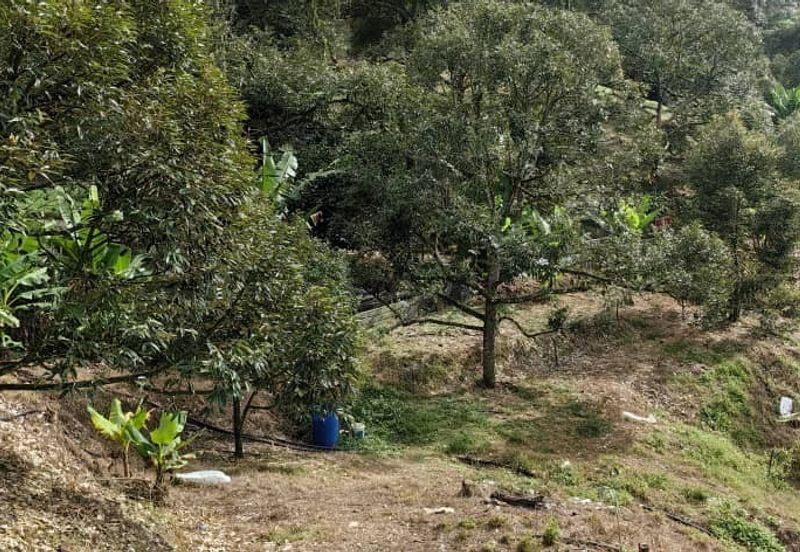 Durian Orchard Sg Chetang Raub for Sale