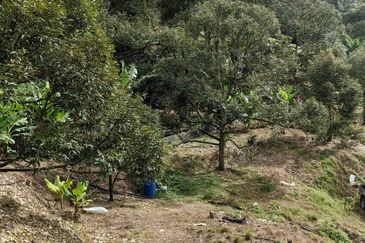 Durian Orchard Sg Chetang Raub for Sale