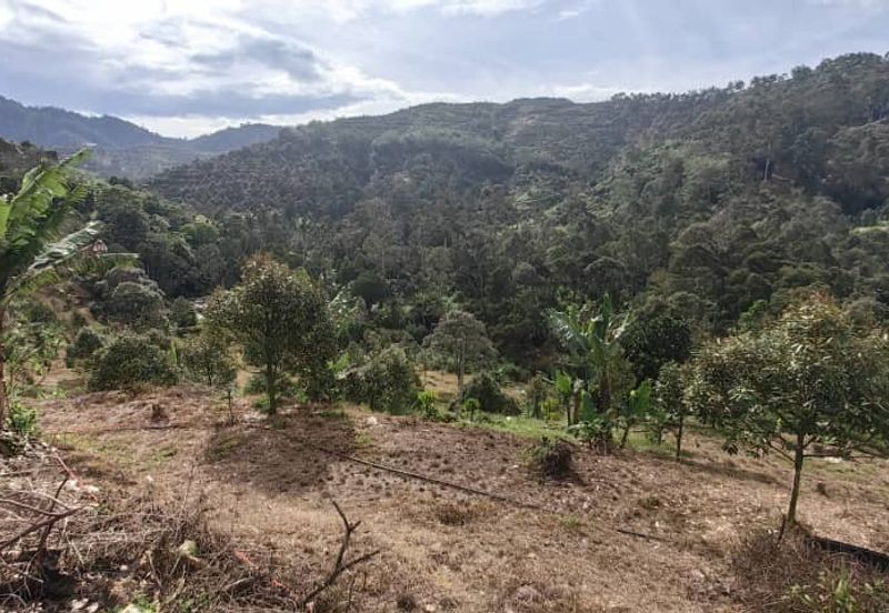 Durian Orchard Sg Chetang Raub for Sale
