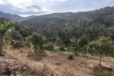 Durian Orchard Sg Chetang Raub for Sale