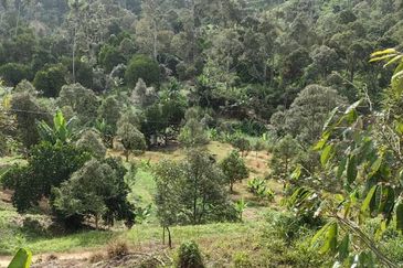 Durian Orchard Sg Chetang Raub for Sale