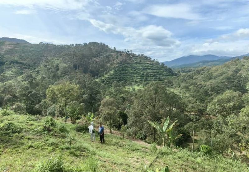 Durian Orchard Sg Chetang Raub for Sale