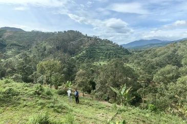 Durian Orchard Sg Chetang Raub for Sale