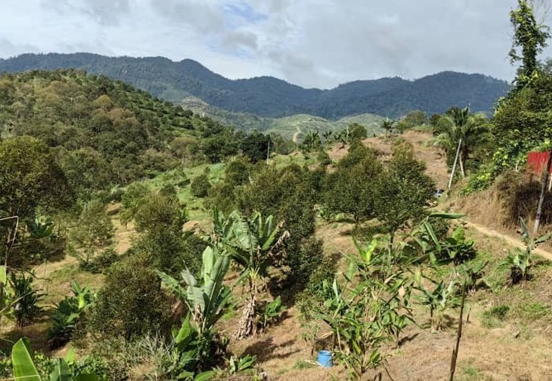 Durian Orchard Sg Chetang Raub for Sale