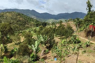 Durian Orchard Sg Chetang Raub for Sale