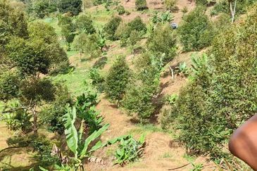 Durian Orchard Sg Chetang Raub for Sale