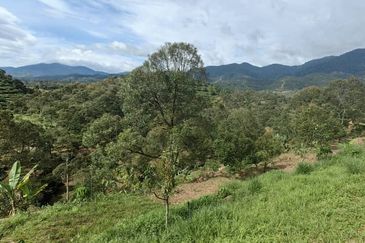 Durian Orchard Sg Chetang Raub for Sale