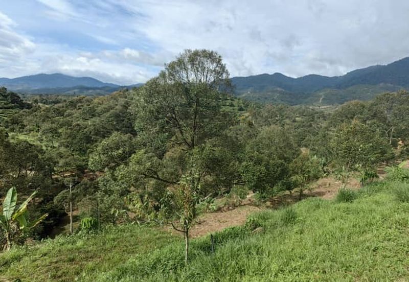 Durian Orchard Sg Chetang Raub for Sale