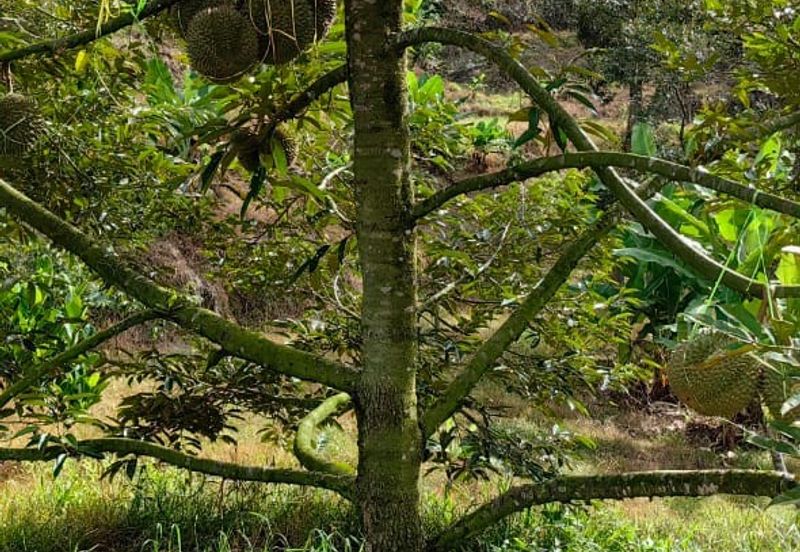 Durian Orchard Sg Chetang Raub for Sale