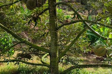 Durian Orchard Sg Chetang Raub for Sale