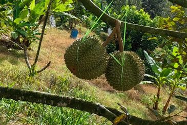 Durian Orchard Sg Chetang Raub for Sale