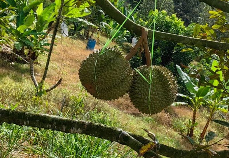 Durian Orchard Sg Chetang Raub for Sale