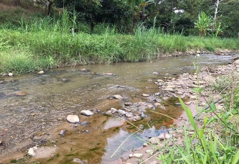Durian Orchard Sg Chetang Raub for Sale