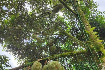 Durian Orchard Sg Chetang Raub for Sale