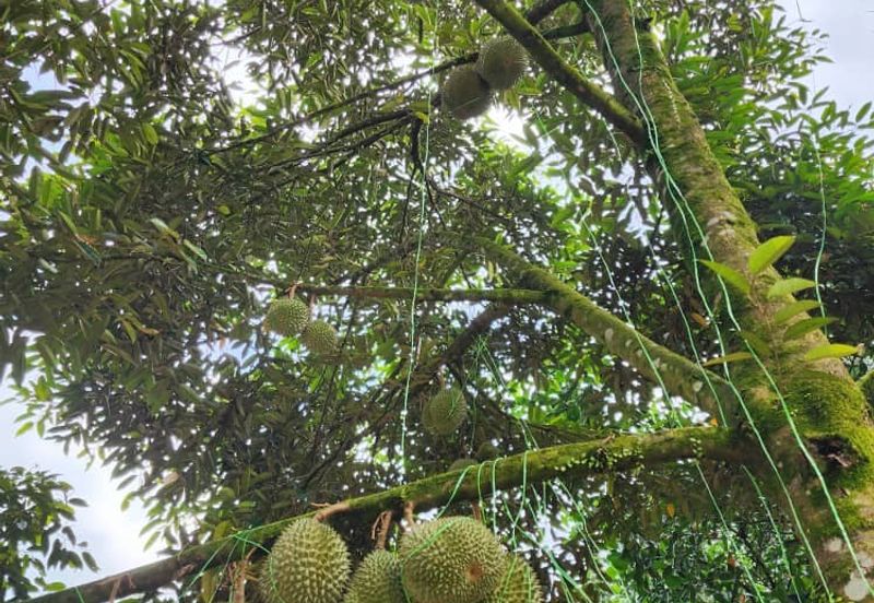 Durian Orchard Sg Chetang Raub for Sale