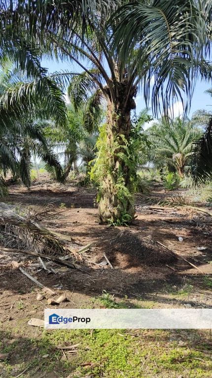 Pontian @ Johor / Oil Plantation Land 9.1 Acres, Johor, Pontian