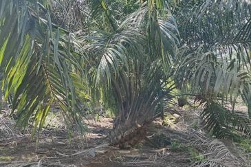Rimba Terjun Pontian