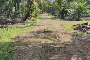 Rimba Terjun Pontian