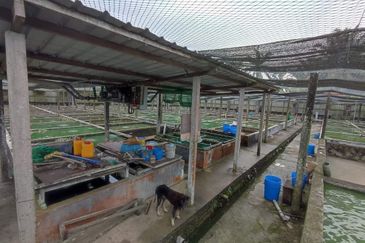 Sri Lalang Kluang Fish Farm For Sale