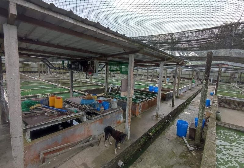 Sri Lalang Kluang Fish Farm For Sale
