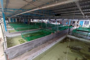 Sri Lalang Kluang Fish Farm For Sale