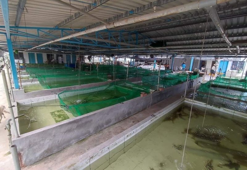Sri Lalang Kluang Fish Farm For Sale