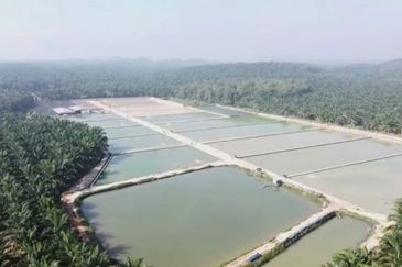 Sri Lalang Kluang Fish Farm For Sale