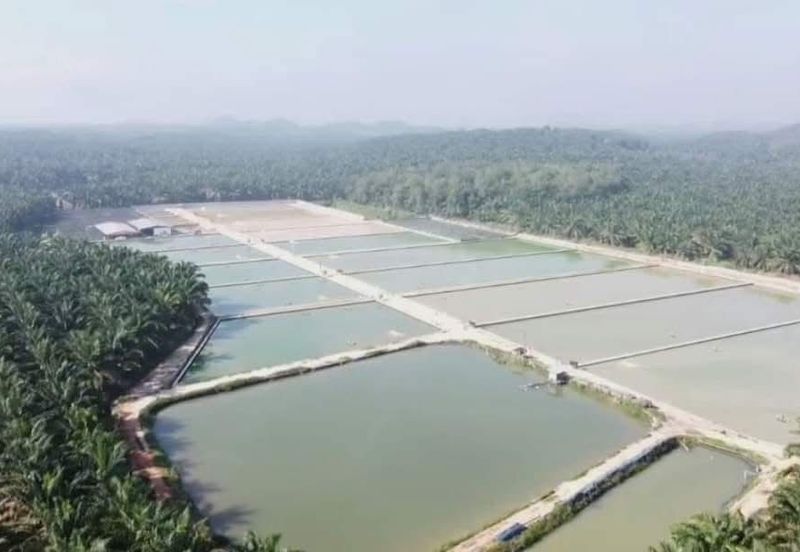 Sri Lalang Kluang Fish Farm For Sale