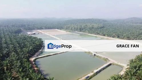 Sri Lalang Kluang Fish Farm For Sale, Johor, Kluang