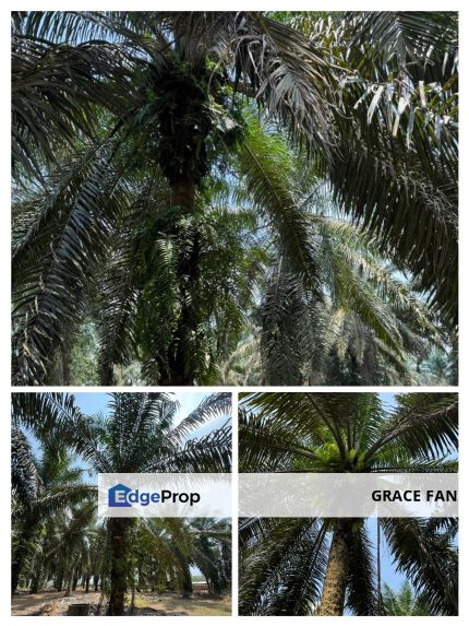 Oil Palm Plantation for sale, Johor, Kluang