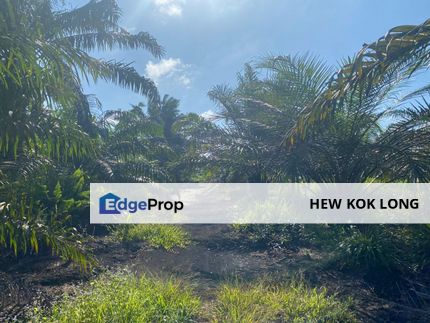Pontian agriculture land for sale , Johor, Pontian