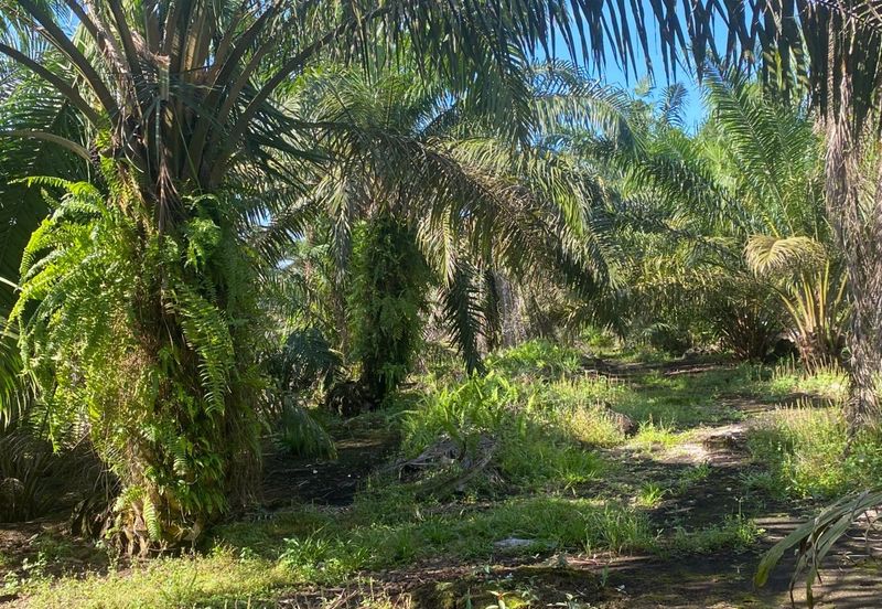 Taman Pontian Perdana