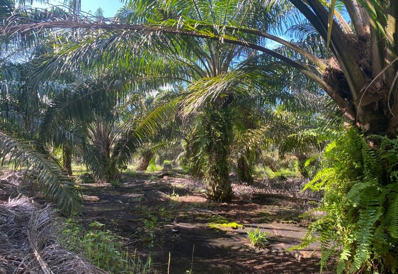 Taman Pontian Perdana