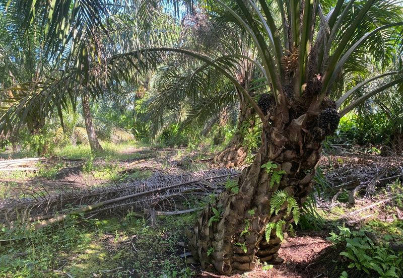 Taman Pontian Perdana