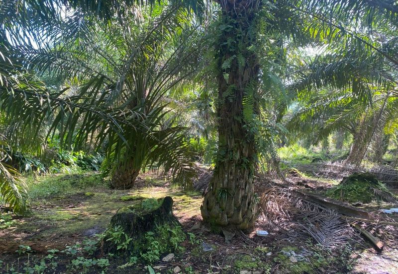 Taman Pontian Perdana