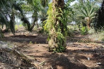 Rimba Terjun Pontian