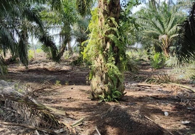 Rimba Terjun Pontian