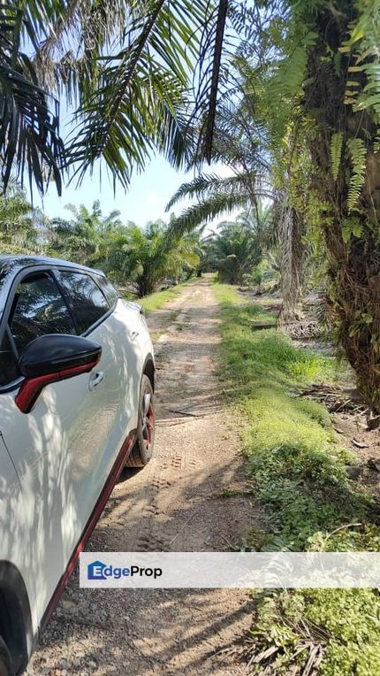  Pontian @ Johor / Oil Plam Plantation / 9.1 Acres, Johor, Pontian