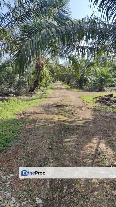  Pontian @ Johor / Oil Plam Plantation / 9.1 Acres, Johor, Pontian