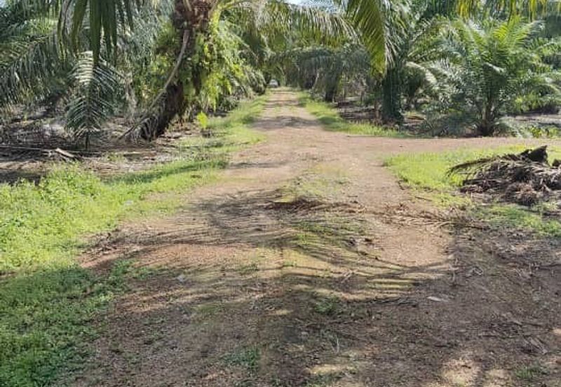 Rimba Terjun Pontian
